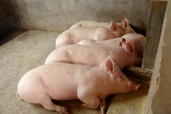肉豬想要健康快速生長，沸石一定要了解一下