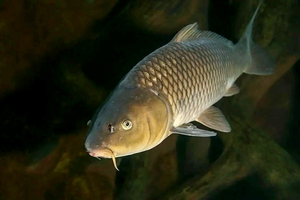 養(yǎng)哪種魚可以放沸石粉？又如何使用呢？