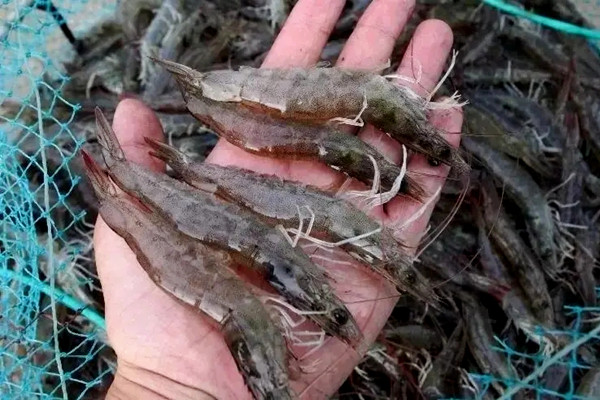 沸石粉對(duì)蝦養(yǎng)殖使用禁忌