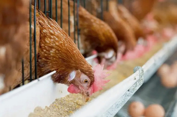 沸石粉用作飼料添加劑有什么優(yōu)點(diǎn)？