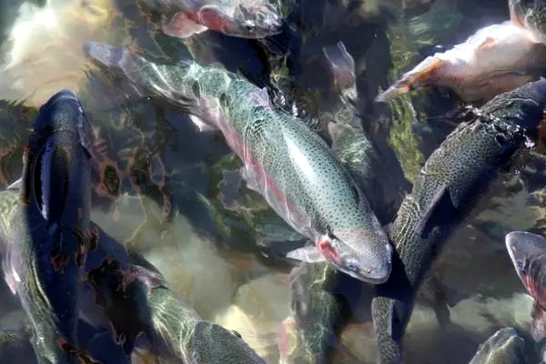 魚蝦養(yǎng)殖不能缺少的東西——沸石粉
