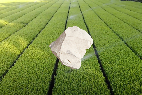 增產(chǎn)茶葉用天然沸石是否可行？-國投盛世
