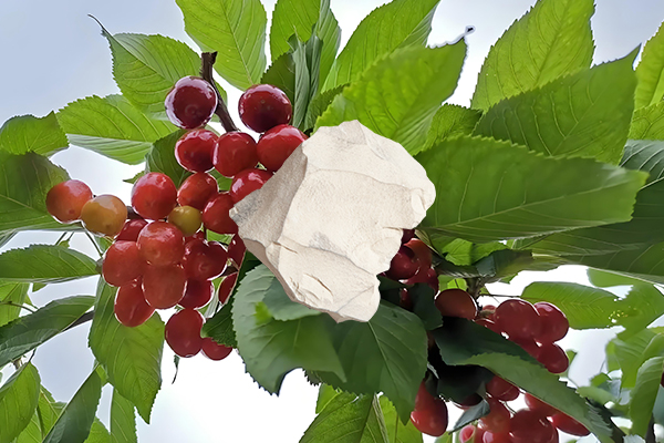 想為櫻桃增產(chǎn)用天然沸石怎么樣？