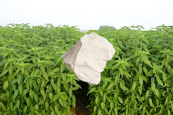 黃麻種植過程中添加沸石能否有效提升產(chǎn)量？