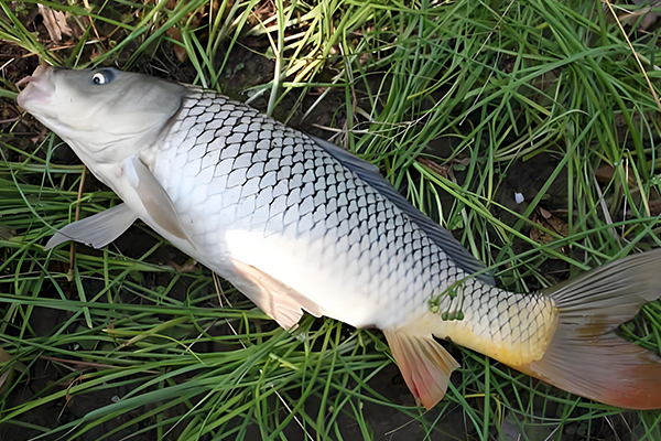 養(yǎng)殖鯉魚(yú)時(shí)為什么需要用到沸石？-國(guó)投盛世
