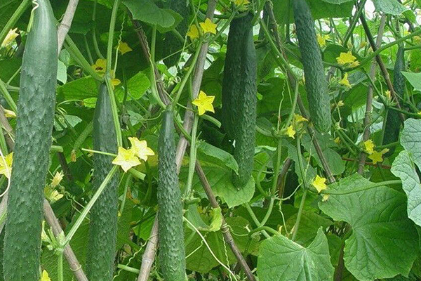 種植黃瓜為什么要用沸石？-國(guó)投盛世