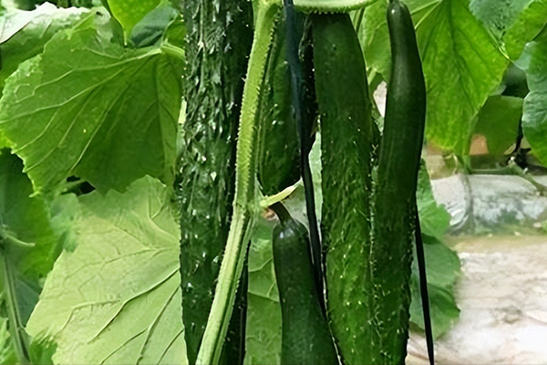 種植黃瓜用多大粒徑的沸石？-國(guó)投盛世