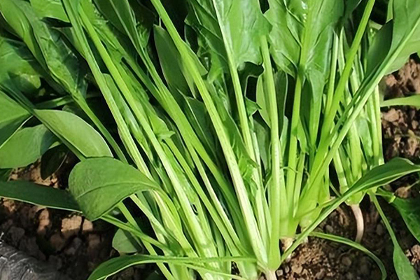沸石能否對菠菜的種植進(jìn)行增產(chǎn)？