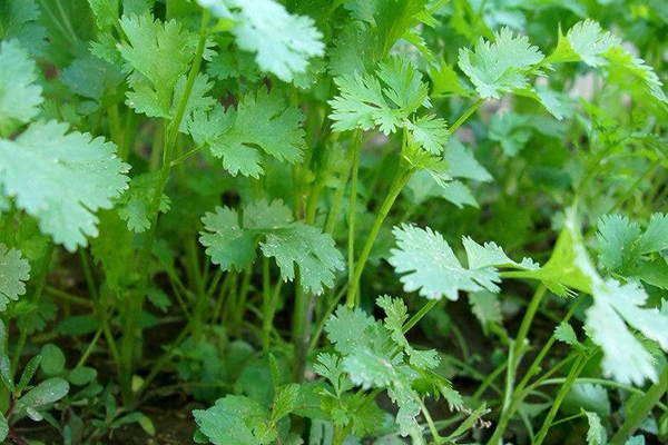 種植香菜時(shí)沸石能發(fā)揮什么作用？-國(guó)投盛世