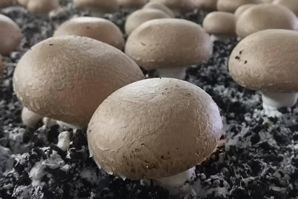 種蘑菇時(shí)加入沸石真的能夠有效提升產(chǎn)量嗎？