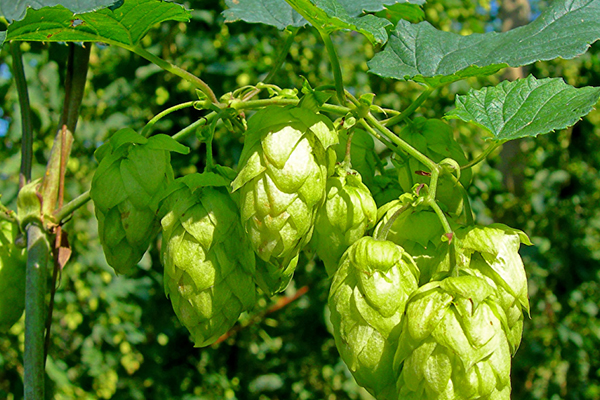 沸石對(duì)啤酒花種植有什么好處？-國(guó)投盛世