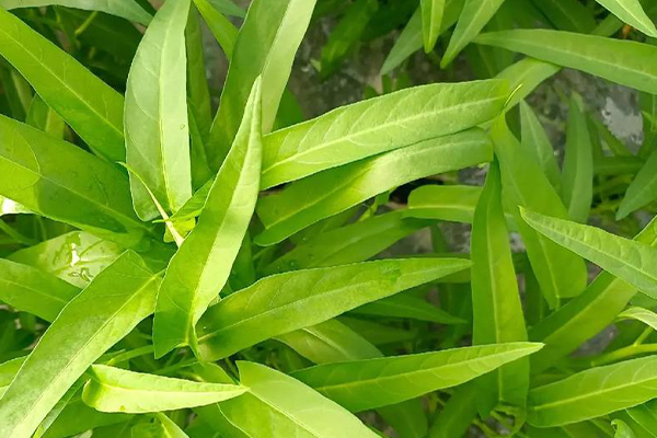 沸石能否助力空心菜產(chǎn)量提升？