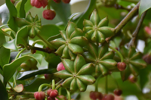 沸石能提升八角種植效果嗎？-國(guó)投盛世
