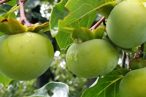沸石對柿子增產(chǎn)有幫助嗎？