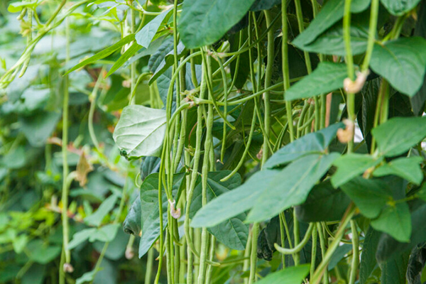 沸石能提升豇豆種植效果嗎？