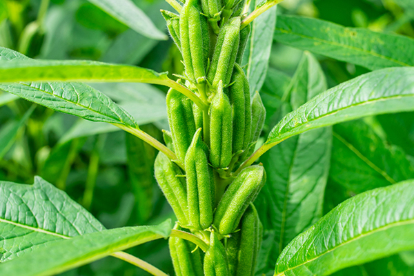 芝麻種植能否借助沸石提升品質(zhì)？