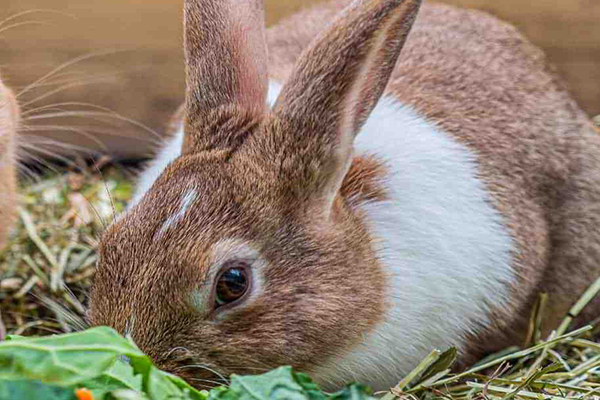 沸石在家兔飼料中應(yīng)用效果如何？