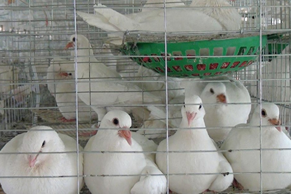 為什么肉鴿飼料中添加沸石能促進(jìn)健康與生產(chǎn)？-國投盛世