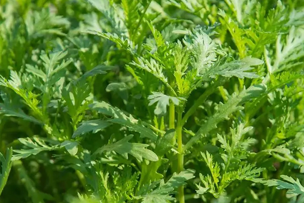為什么種植茼蒿時(shí)加入沸石能增產(chǎn)？