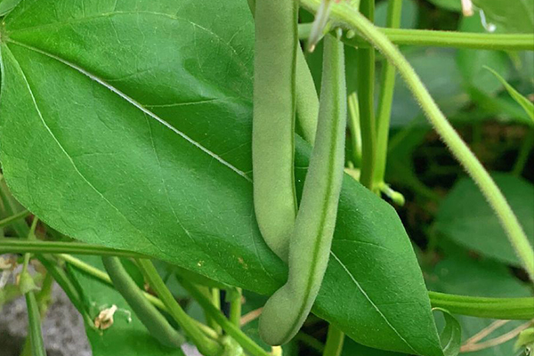 種植四季豆時(shí)加入沸石能提高產(chǎn)量嗎？