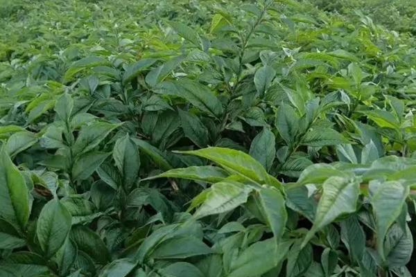 種植魔芋時(shí)加入沸石能提高產(chǎn)量嗎？