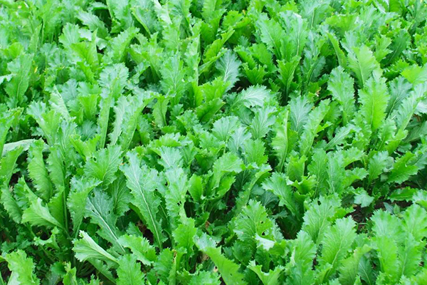 種植雪里蕻時加入沸石能提升產(chǎn)量嗎？