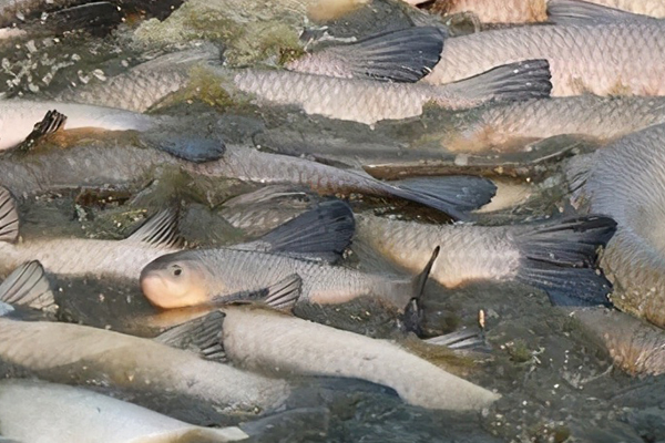 養(yǎng)殖青魚時加入沸石有什么獨特優(yōu)勢嗎？-國投盛世
