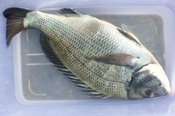 養(yǎng)殖鯛魚時為何沸石是不可或缺的助手?