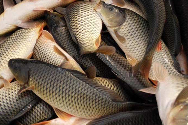 養(yǎng)殖鯉魚時添加沸石能帶來哪些好處？