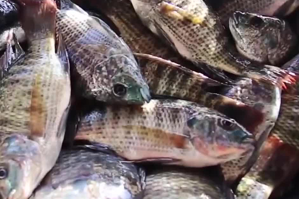 養(yǎng)羅非魚時加入沸石能帶來哪些好處？