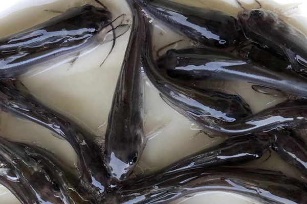 養(yǎng)鯰魚時加入沸石能帶來哪些好處？