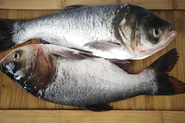 養(yǎng)胖頭魚時(shí)加入沸石能提升養(yǎng)殖效果嗎？