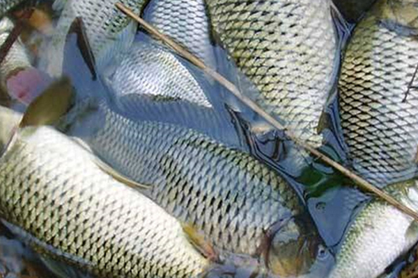 養(yǎng)淡水魚時添加沸石能提升水質(zhì)嗎？