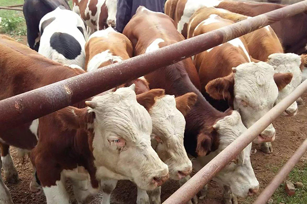 沸石能改善黃牛飼養(yǎng)環(huán)境嗎？