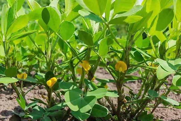 花生種植能否添加沸石？