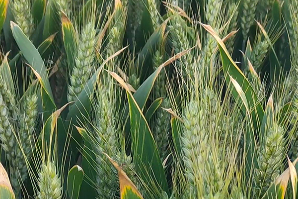 小麥種植時(shí)何時(shí)添加沸石效果最好？