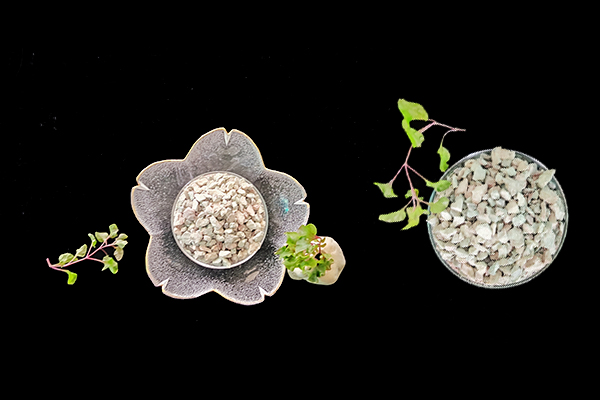 小麥種植時(shí)何時(shí)添加沸石效果最好？