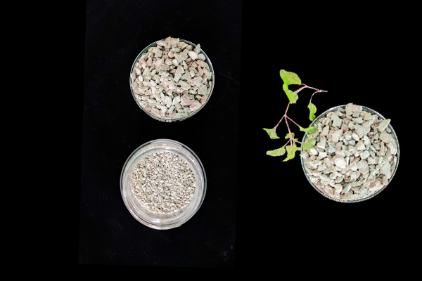 大豆種植何時(shí)添加沸石效果最佳？