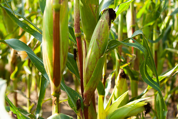 玉米種植何時(shí)添加沸石效果最佳？-國投盛世