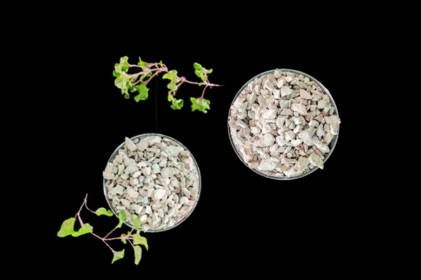 種植小油菜使用沸石能增產(chǎn)嗎？-國投盛世