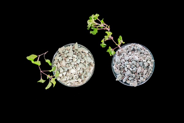 番茄種植使用沸石能增產(chǎn)嗎？-國(guó)投盛世