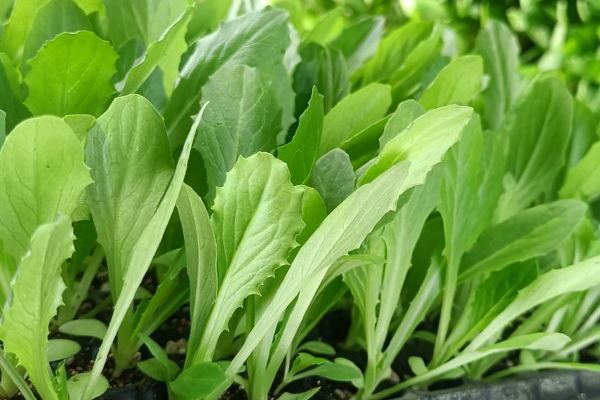 油麥菜育苗和種植時使用沸石帶來哪些好處？-國投盛世